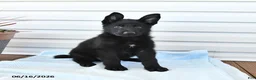 German Shepherd dogs for sale: Cola - Ad 3