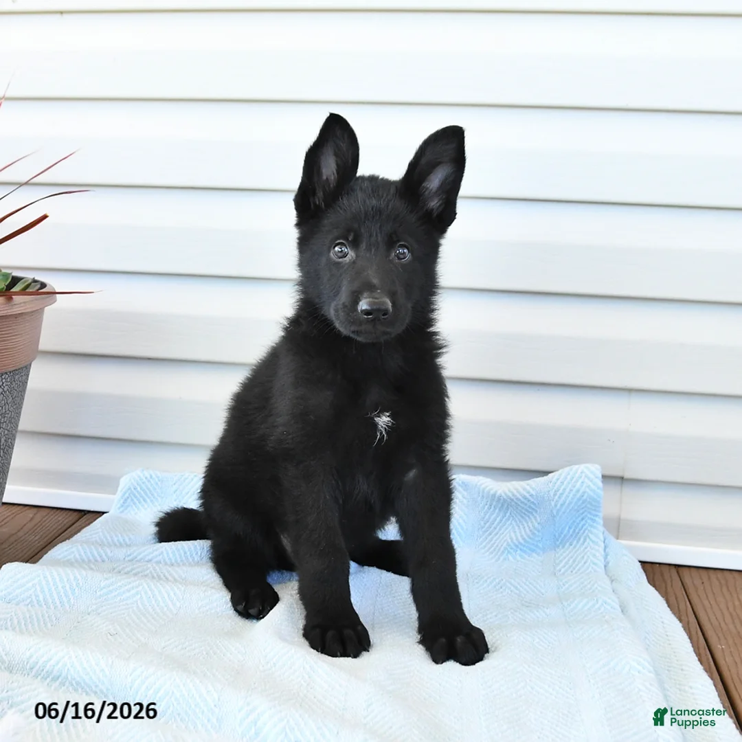 German Shepherd dogs for sale: Cola - Ad 3