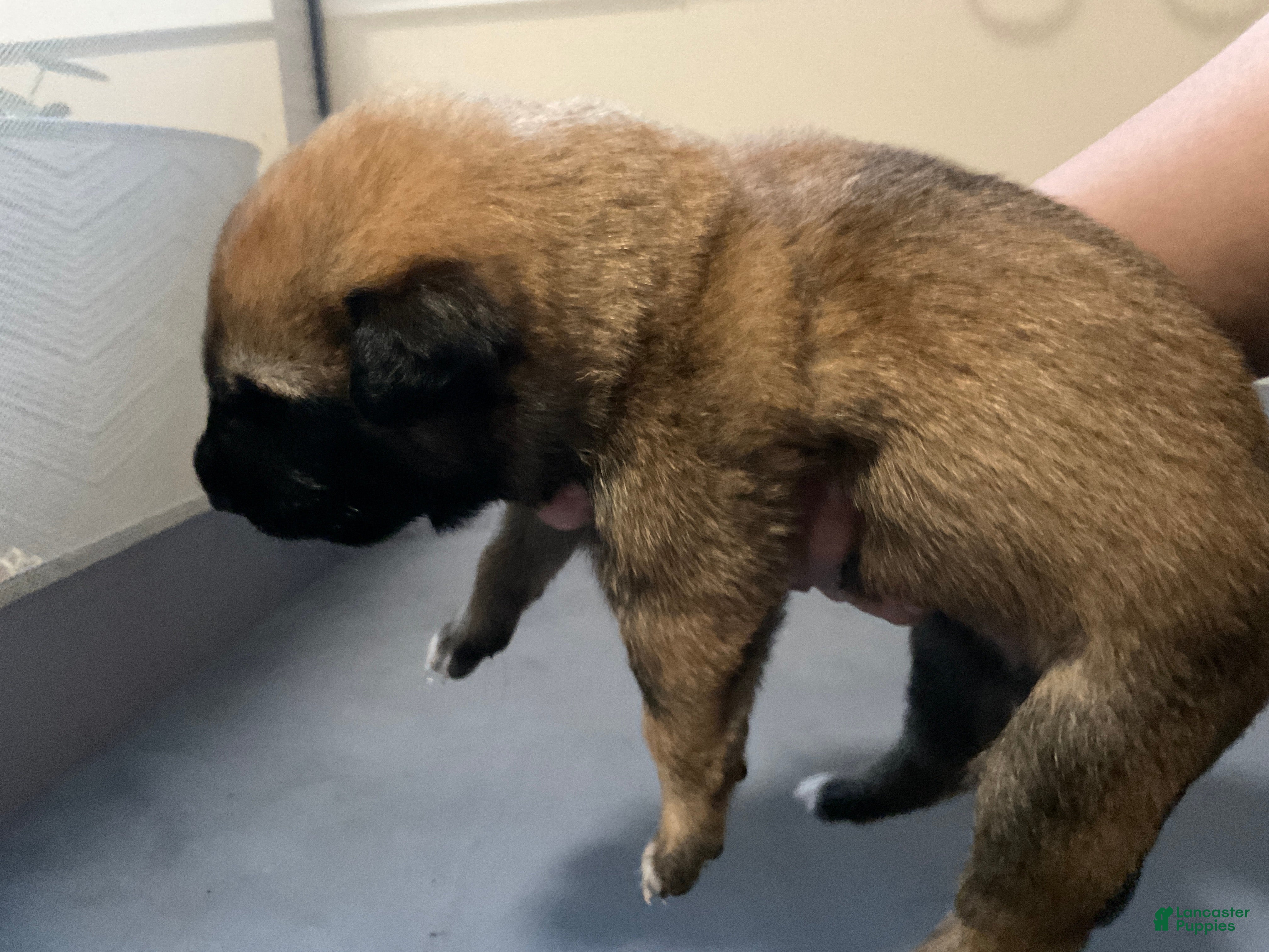 Dutch Shepherd dogs Harley - Ad 18
