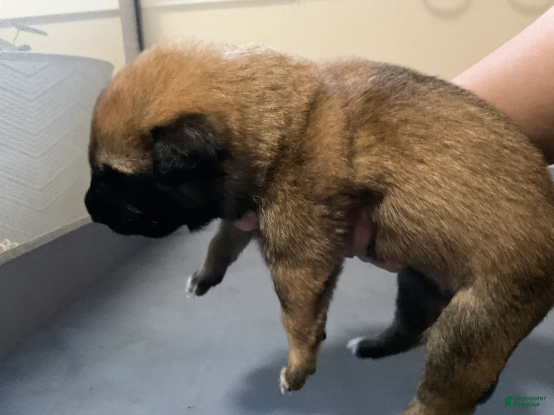 Dutch Shepherd dogs for sale: Harley - Ad 1