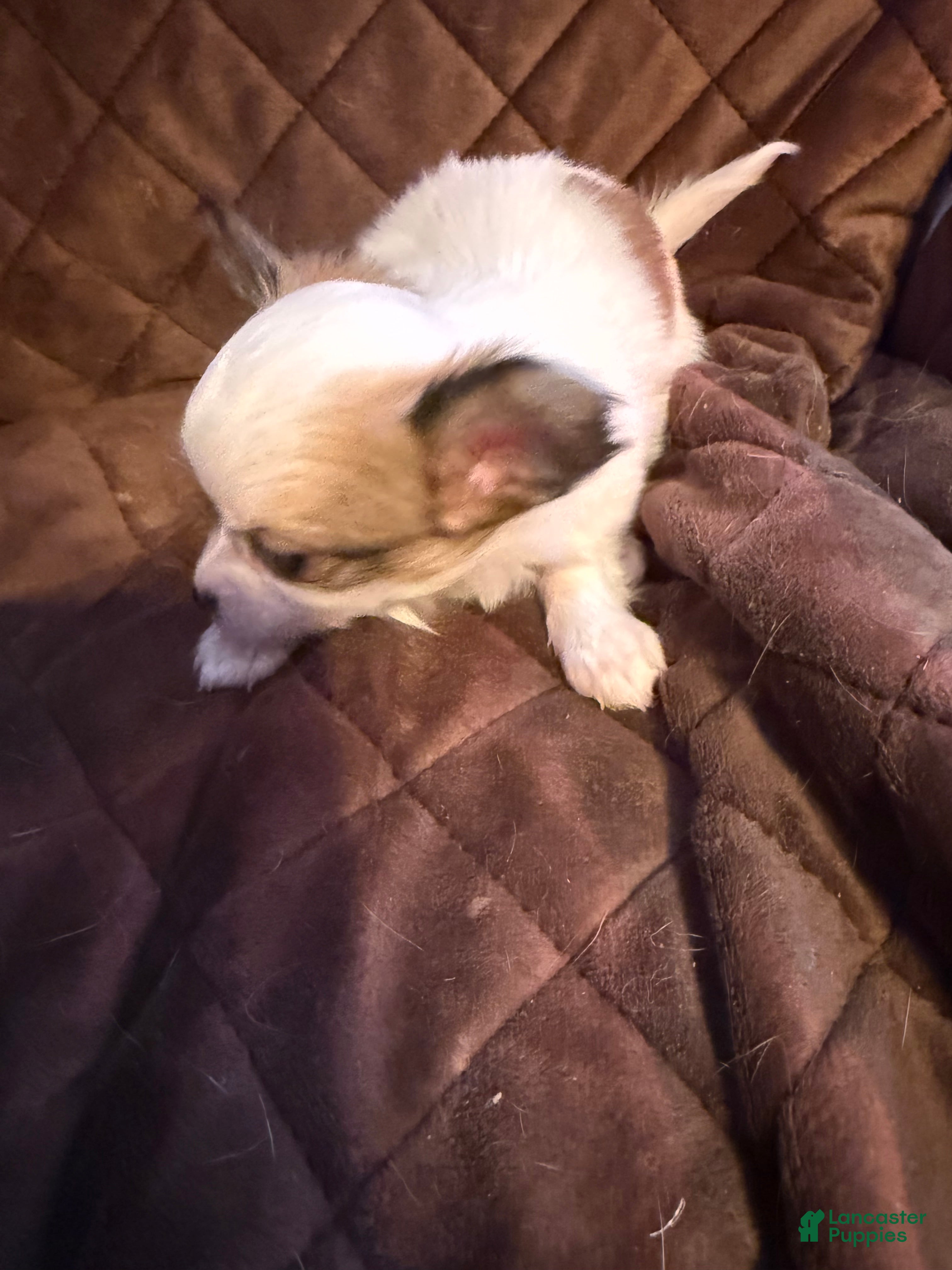 Chihuahua dogs Chihuahua Puppy 1 - Ad 26