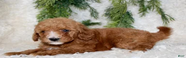 Miniature Poodle 2
