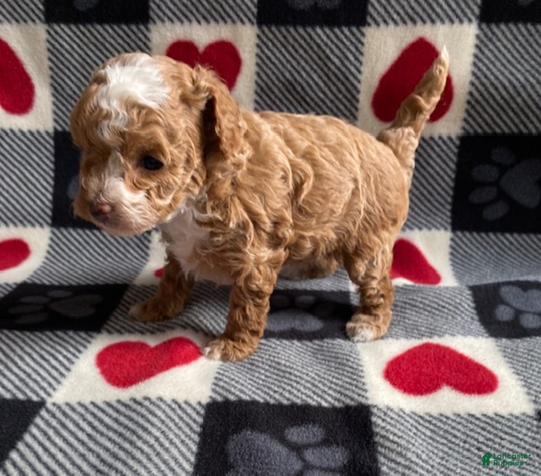 Toy Poodle dogs for sale: Angel - Ad 3