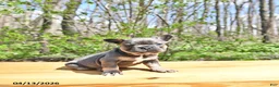 French Bulldog dogs for sale: Boon  - Ad 1