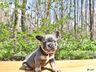 French Bulldog dogs for sale: Boon - Ad 3