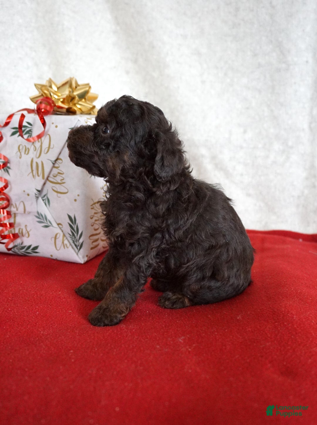 Toy Poodle dogs for sale: Lulu - Ad 2