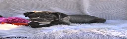 Frenchton dogs for sale: Rufus - Ad 1