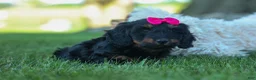 Miniature Dachshund dogs for sale: Honey 🐾❤️ - Ad 3