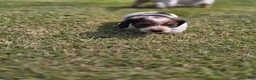 Miniature Dachshund dogs for sale: Grizz - Ad 4