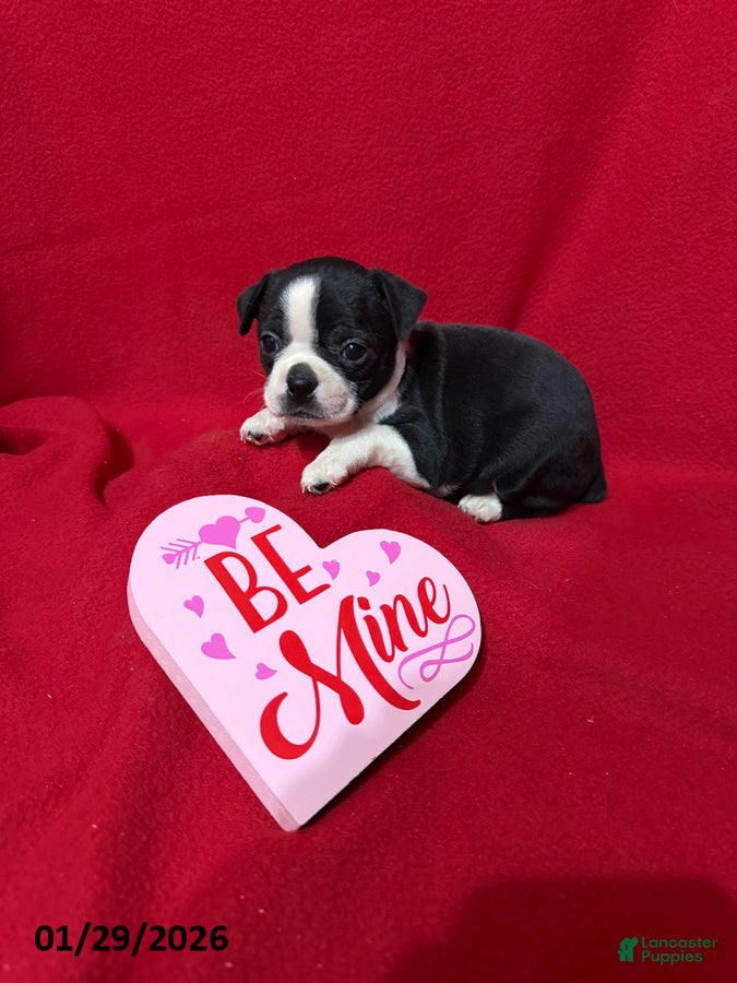 Boston Terrier dogs Hazel - Ad 2