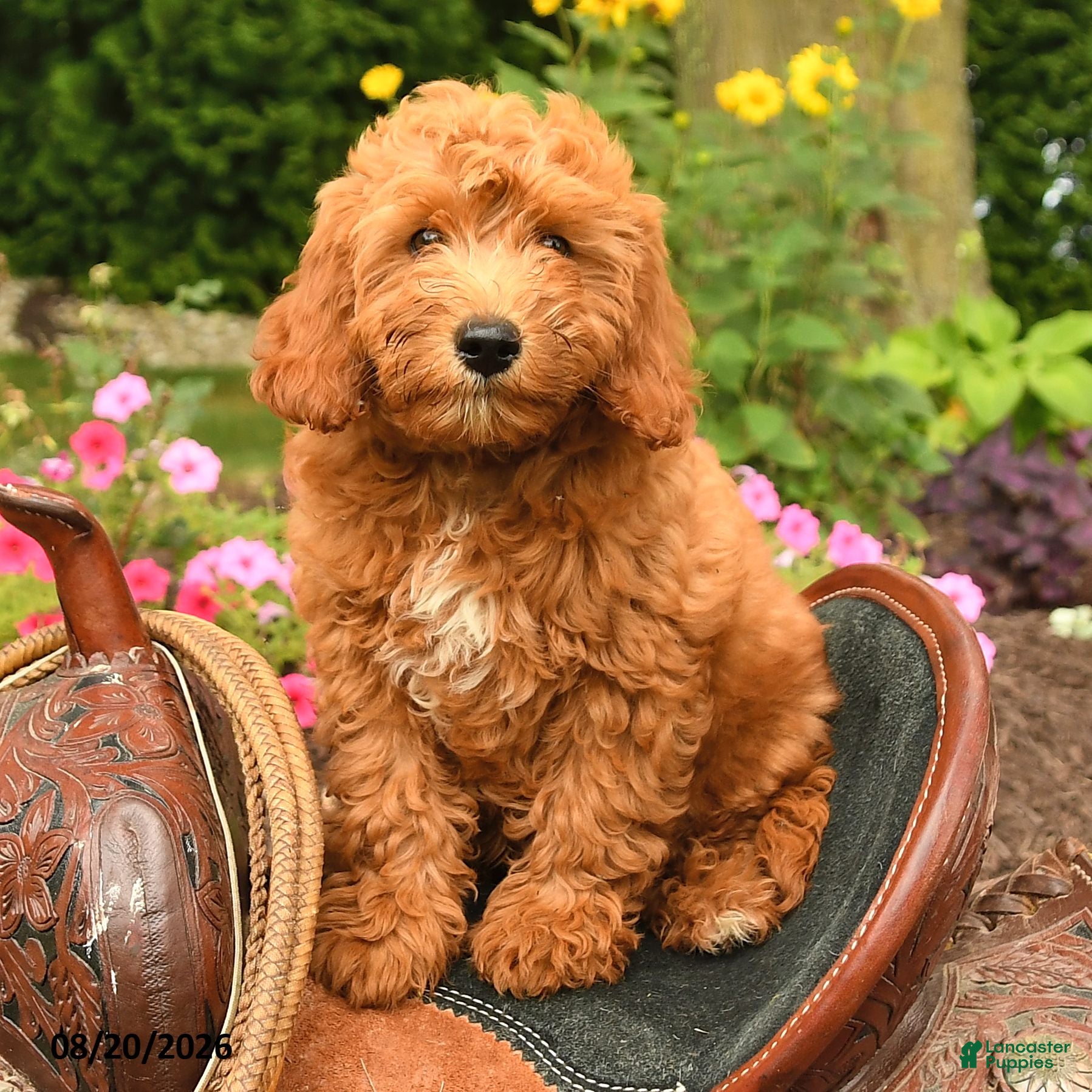 Miniature Labradoodle dogs Moose - Ad 1