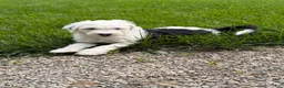 Sheepadoodle dogs for sale: Brooks - Ad 4