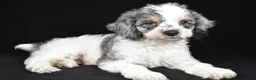Cockapoo dogs for sale: Freddy - Ad 4