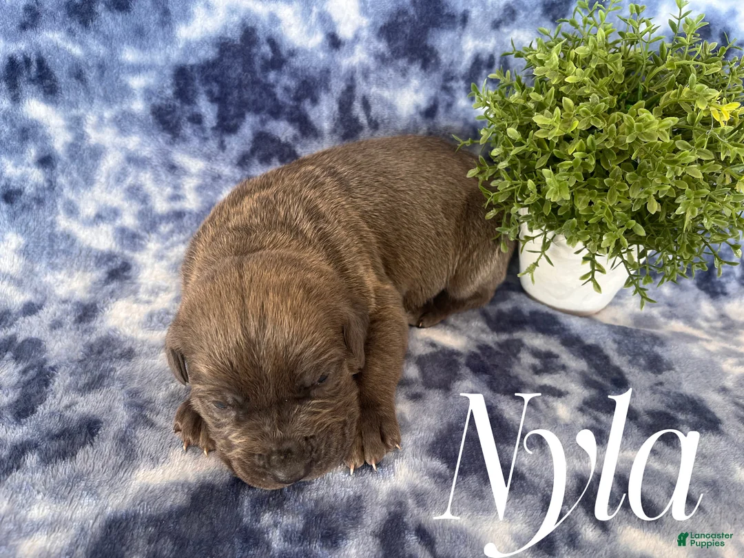 Cane Corso dogs for sale: Nikki - Ad 30
