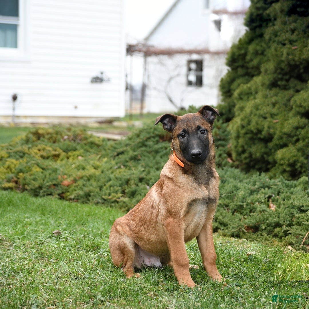 Belgian Malinois dogs for sale: Pablo  - Ad 1