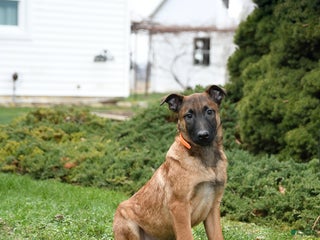 Belgian Malinois dogs Pablo - Ad 2
