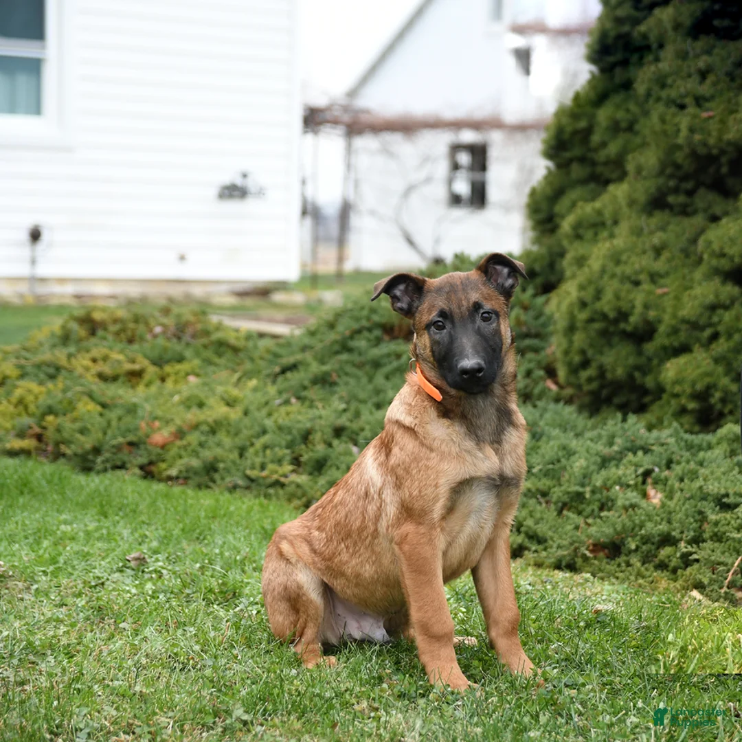 Belgian Malinois dogs for sale: Pablo  - Ad 6