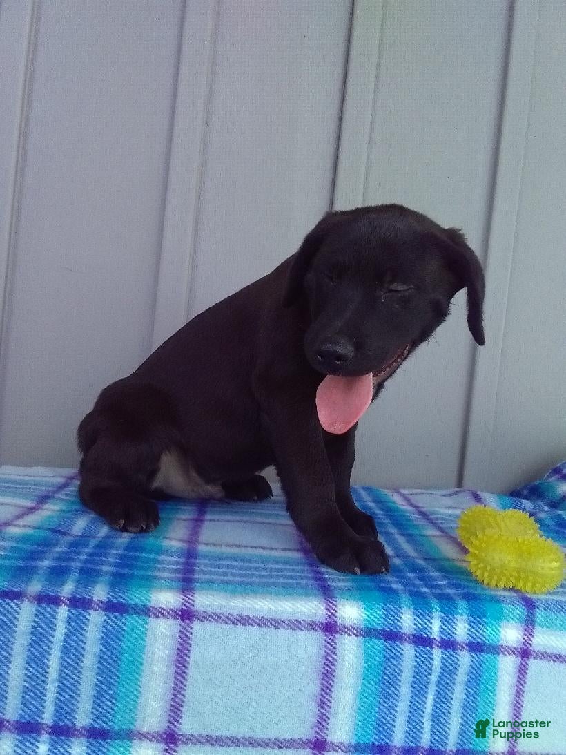 Labrador Retriever dogs Max - Ad 2