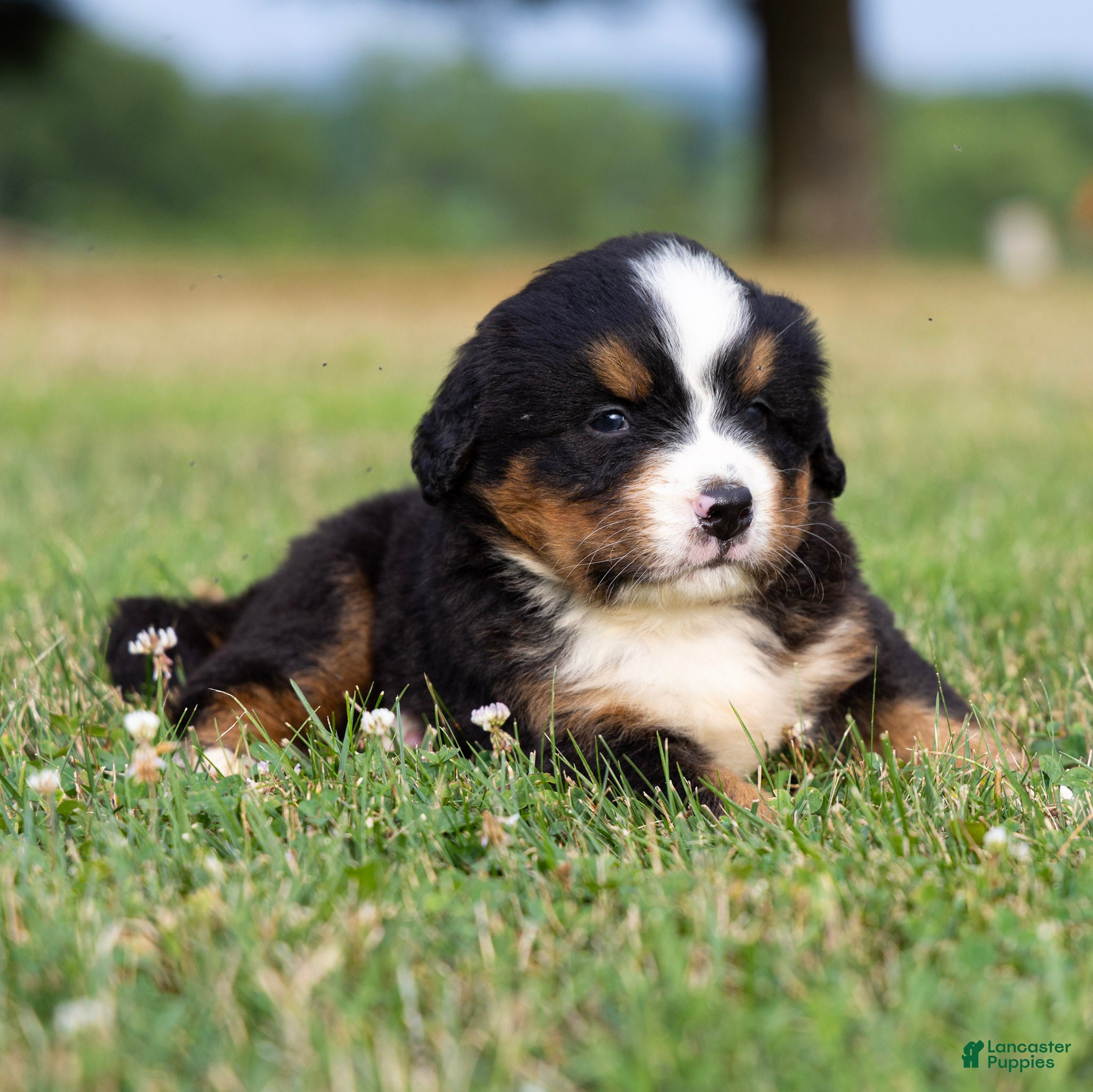Bernese Mountain Dog dogs Sawyer - Ad 2