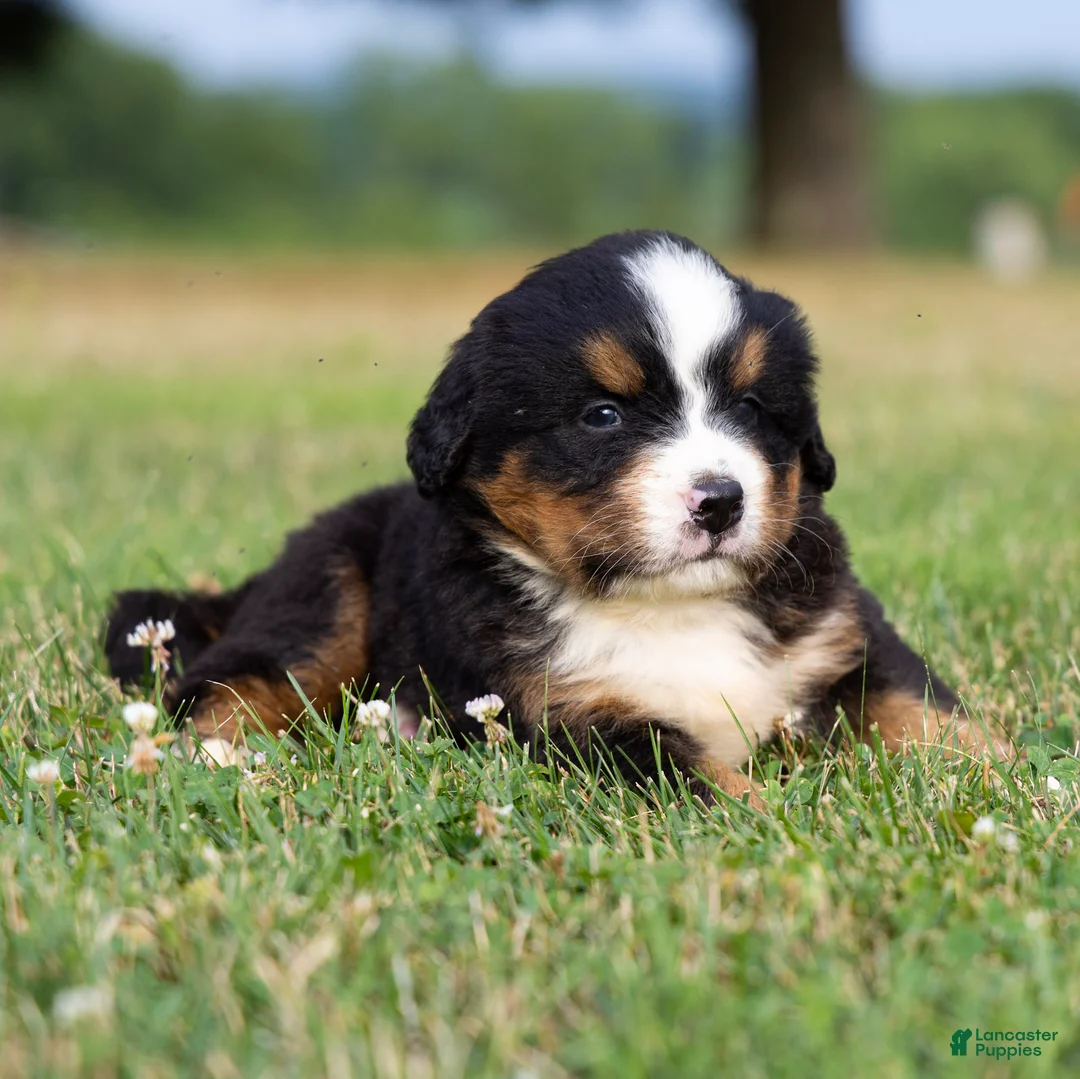 Bernese Mountain Dog dogs for sale: Sawyer - Ad 2