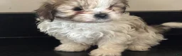 Mixed Breed dogs for sale: Spike - Ad 3