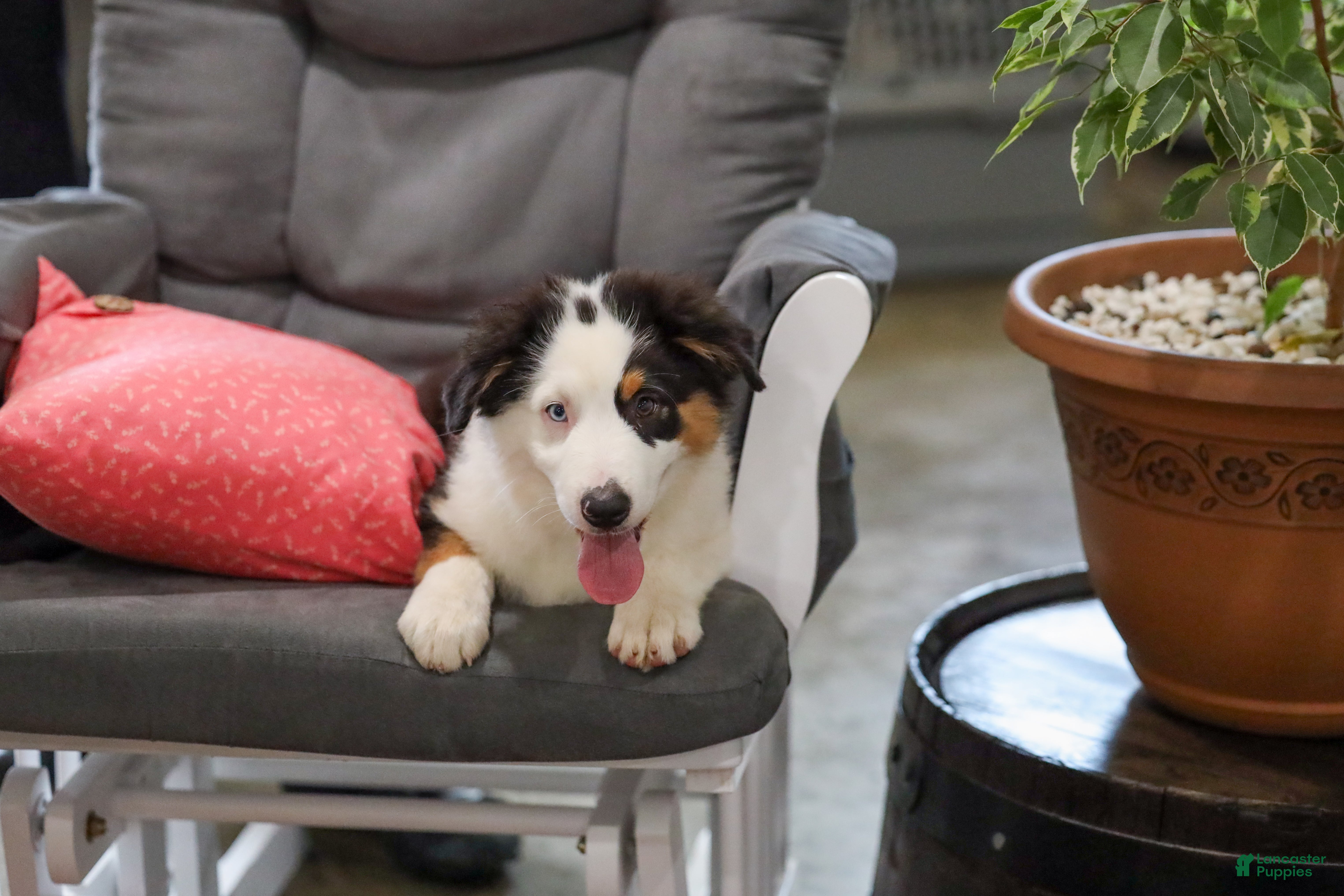 Miniature Australian Shepherd dogs Larana Miniature Australian Shepherd Puppy  - Ad 1