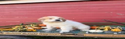 Great Pyrenees dogs for sale: Rover - Ad 6