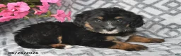 Mini Bernedoodle dogs for sale: Tara - Ad 9