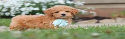 Maltipoo dogs for sale: Blake - Ad 8