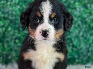 Bernese Mountain Dog dogs for sale: Hunter - Ad 3