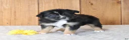 Miniature Australian Shepherd dogs for sale: Dante - Ad 4