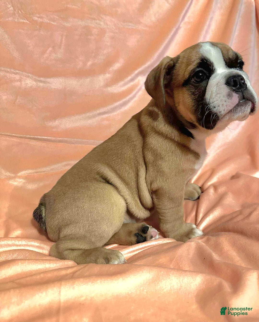 English Bulldog dogs for sale: English Bulldog Luna - Ad 1