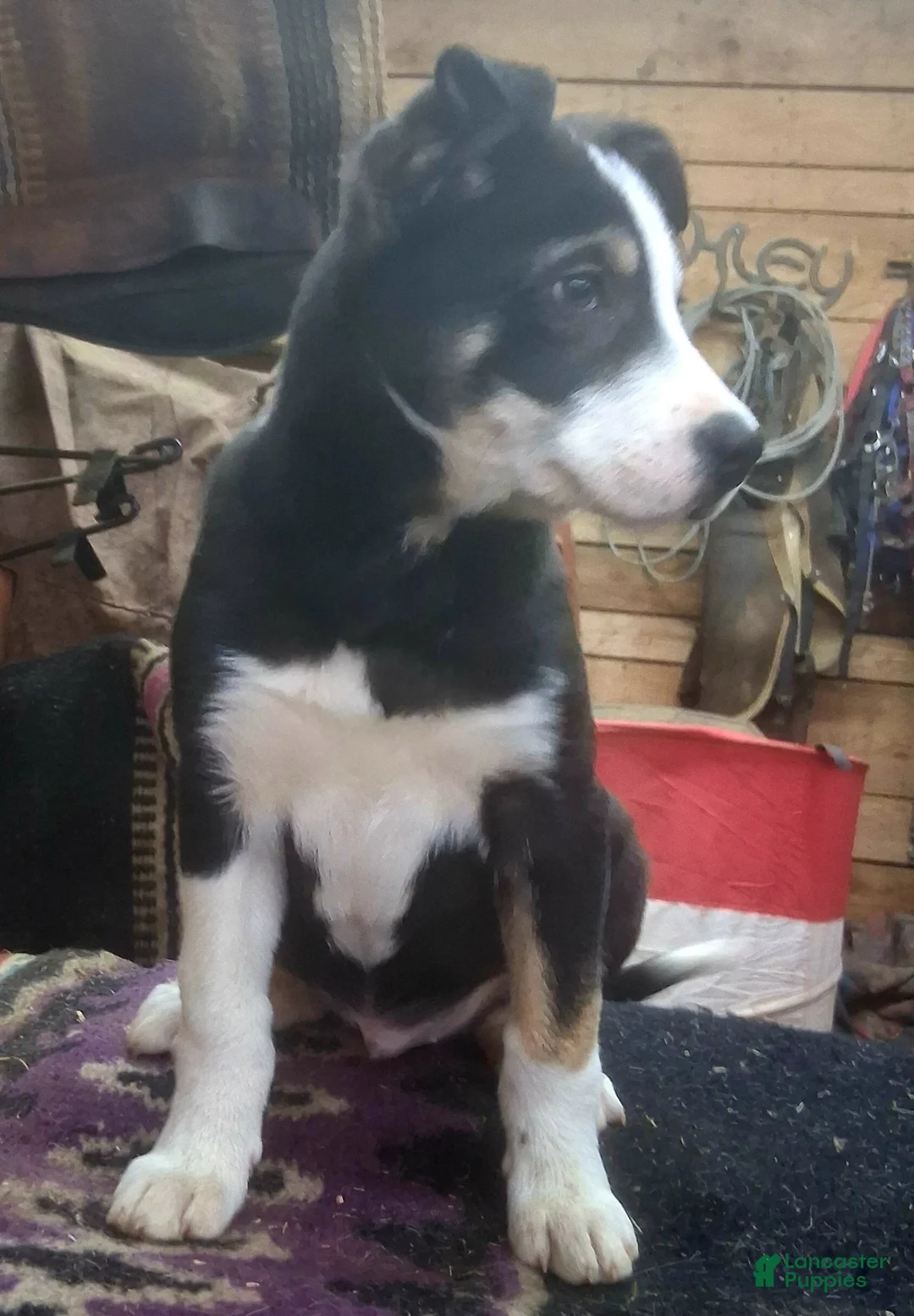 Border Collie dogs for sale: Border Collie Puppy 1 - Ad 9