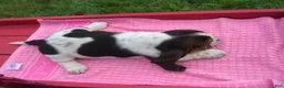 Basset Hound dogs for sale: Dolly - Ad 3