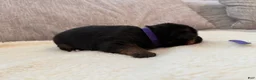 German Shepherd dogs for sale: Purple Girl - Ad 6