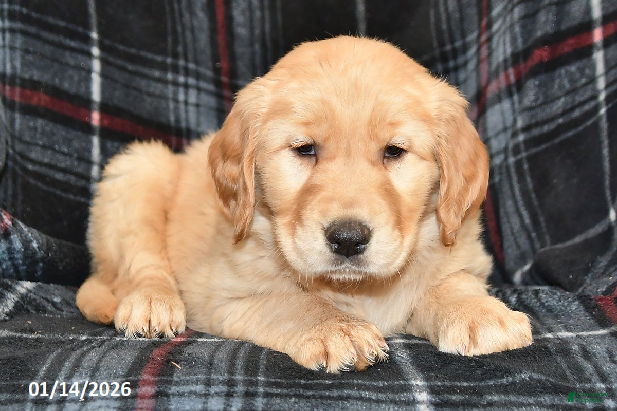 Golden Retriever dogs Tessie - Ad 17