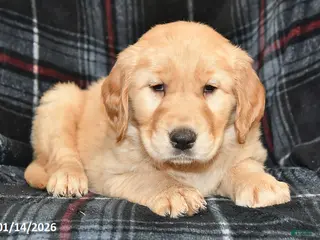 Golden Retriever dogs Tessie - Ad 34