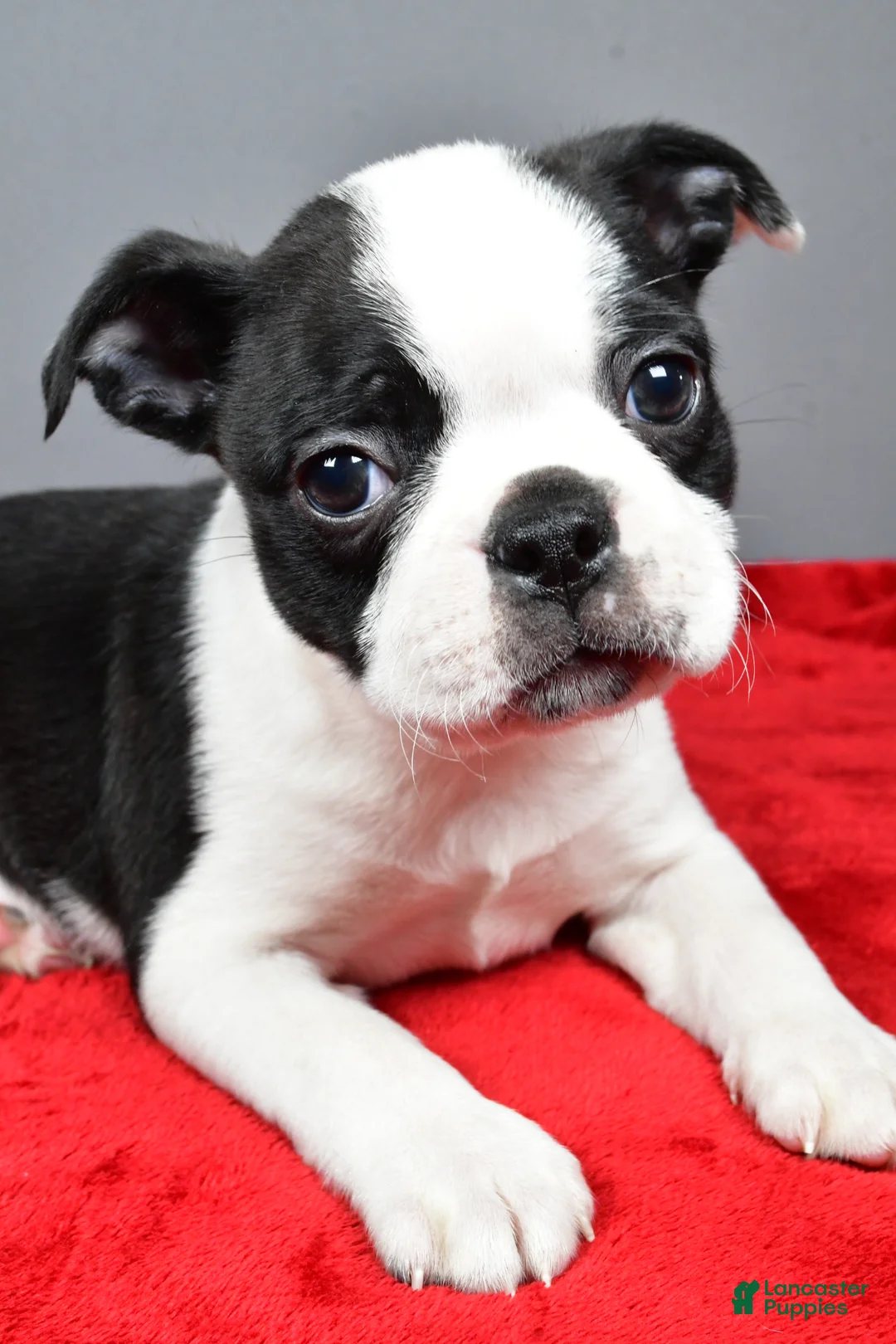Boston Terrier dogs for sale: Carson - Ad 2