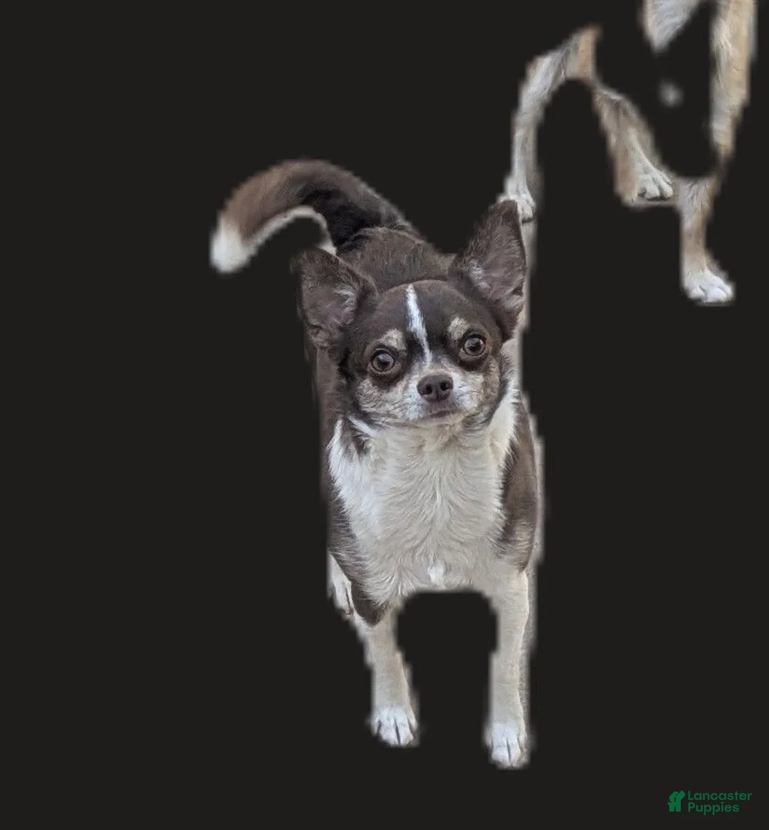 Chihuahua dogs for sale: Candie   - Ad 2