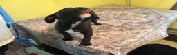 American Pit Bull Terrier dogs for sale: American Pit Bull Terrier 1 - Ad 11