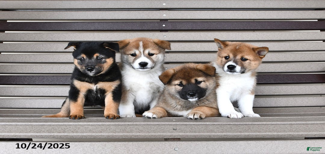 Gallery Image {{count}}