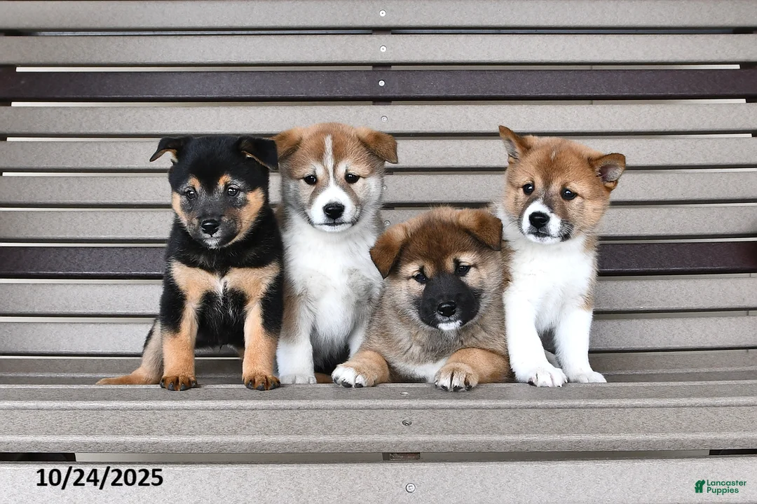 Gallery Image {{count}}