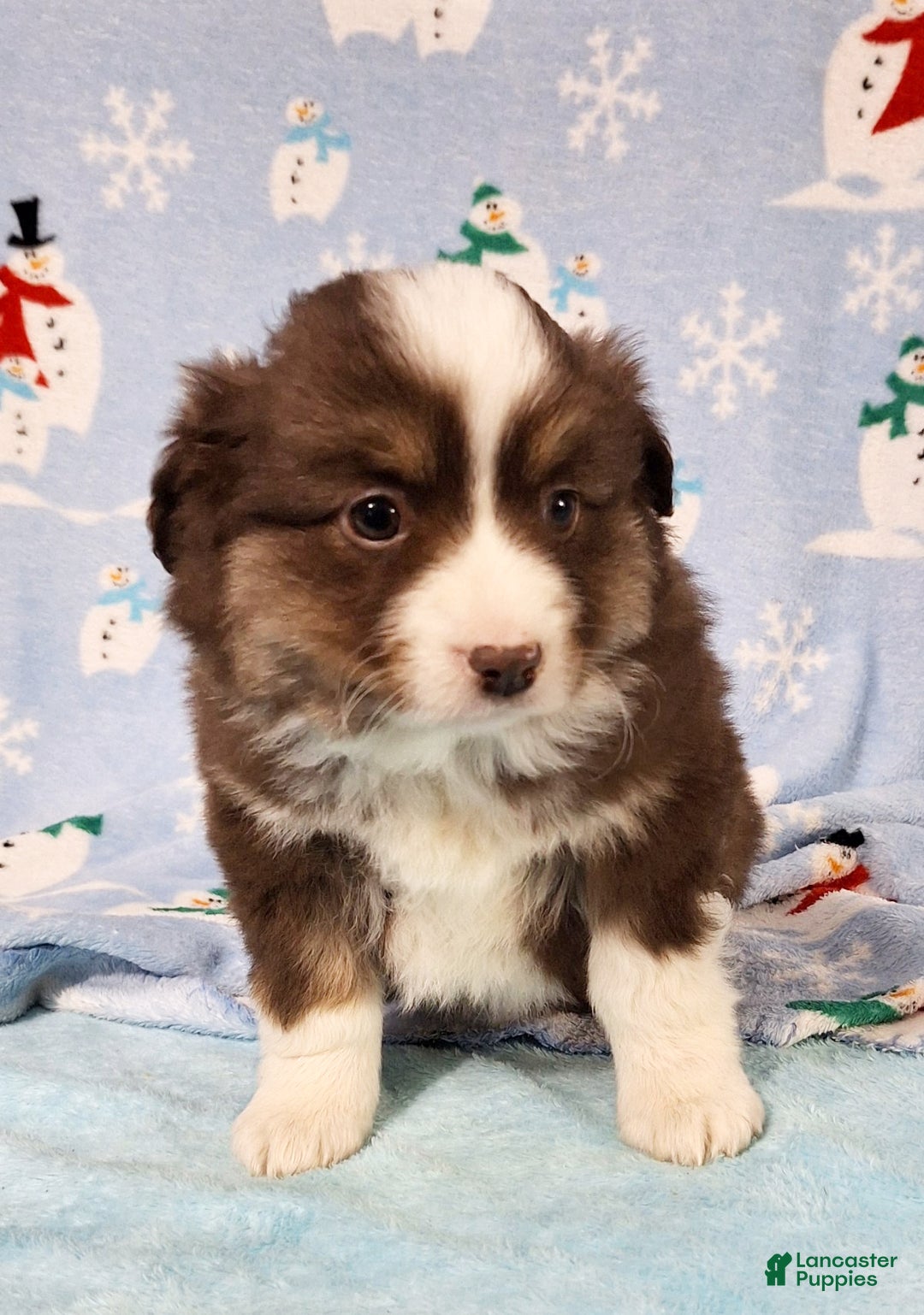 Miniature Australian Shepherd dogs for sale: Red - Ad 1