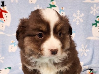 Miniature Australian Shepherd dogs Red - Ad 20