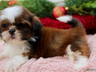 Shih Tzu dogs Shih Tzu Puppy 1 - Ad 39