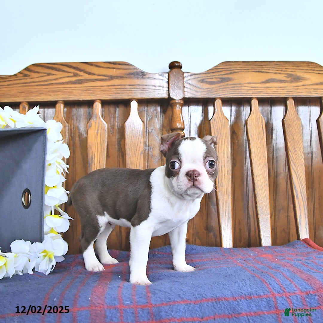 Boston Terrier dogs for sale: Trent - Ad 4