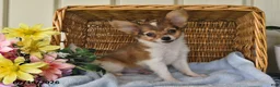 Papillon dogs for sale: Bobby - Ad 5