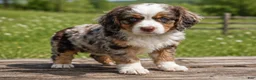 Mixed Breed dogs for sale: Winnie - Ad 2