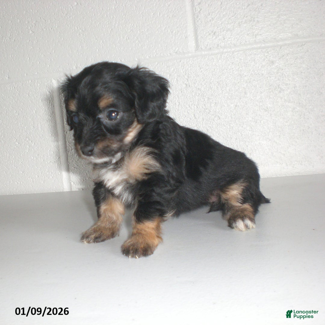 Yorkiepoo dogs for sale: Angie - Ad 13