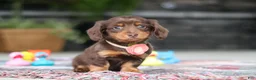Miniature Dachshund dogs for sale: Charlie - Ad 2